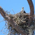 Osprey Hunting Island State Park South Carolina