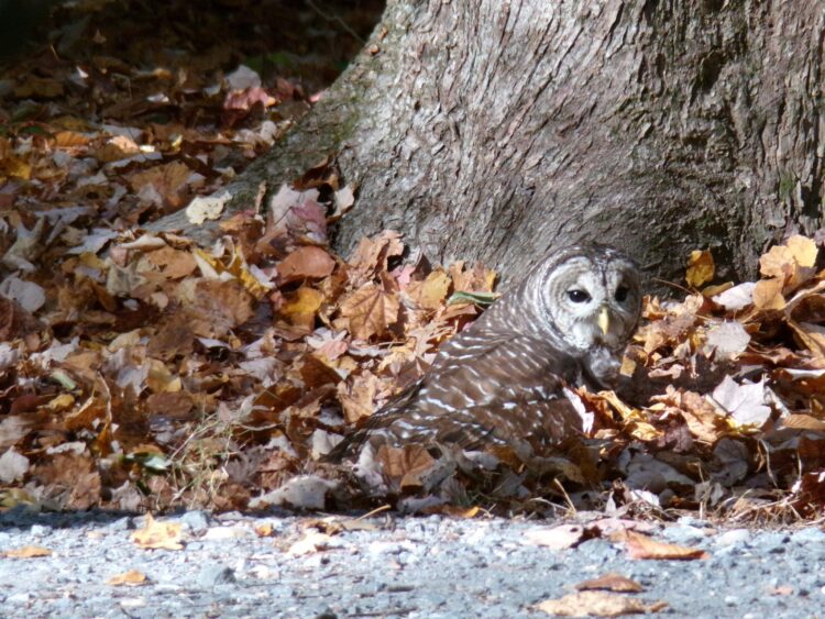 Accokeek Maryland USA