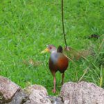 El Valle de Anton Panama