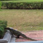 Monitor lizard, Lumphini Park, Bangkok