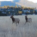 Elk charging toward me, Evergreen, Colorado