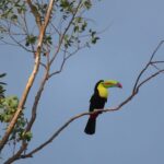 Keel billed toucan, Grecia, Costa Rica
