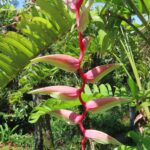 Colorful flower courtesy of low season downpours in Sarchi, Costa Rica.