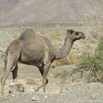 Nizwa Oman