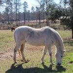 Aiken South Carolina USA