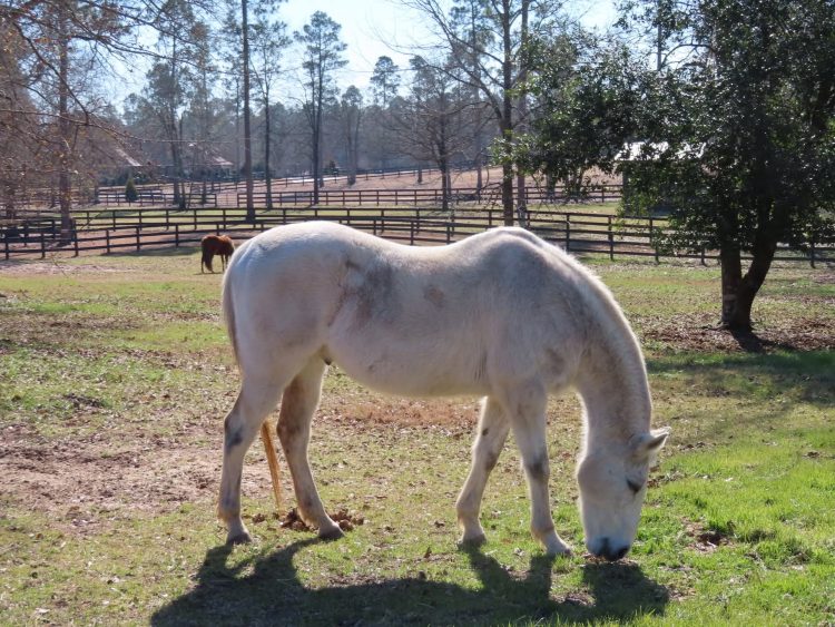 Aiken South Carolina USA