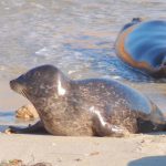 San Diego California USA