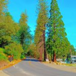 River Pines California USA