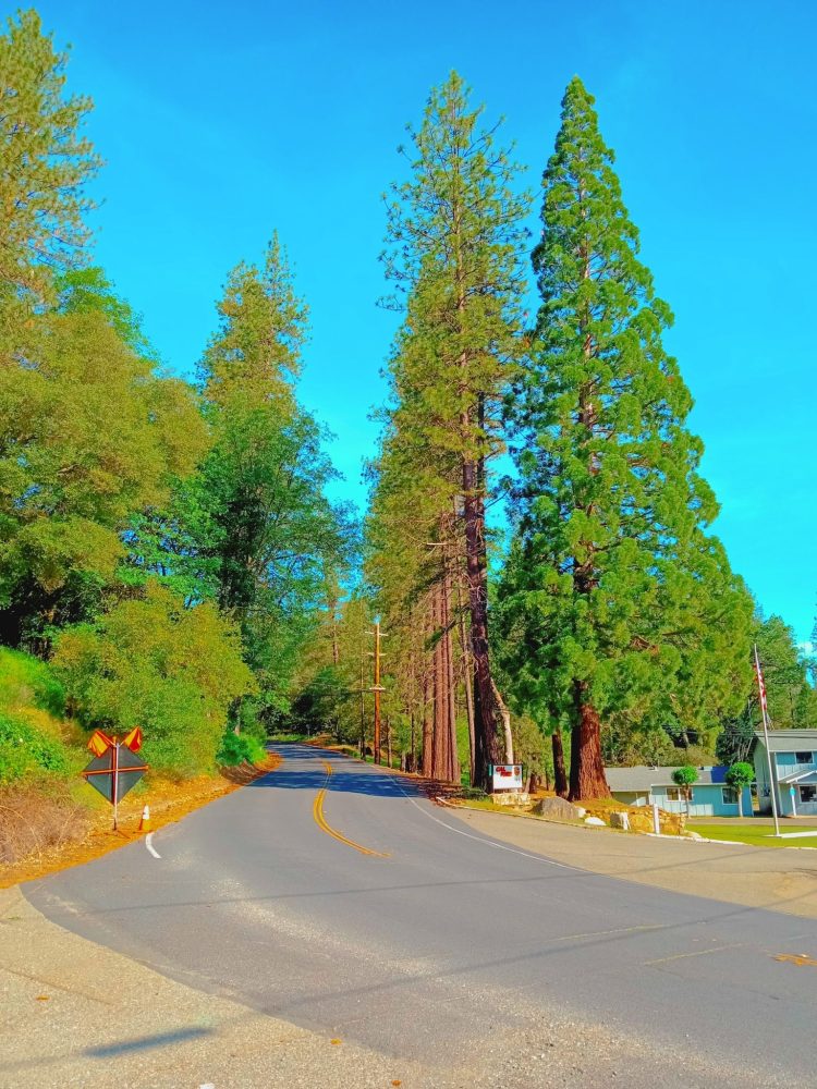 River Pines California USA