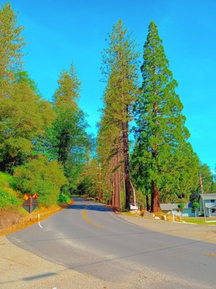 River Pines California USA