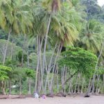 Playa Dominicalito Costa Rica