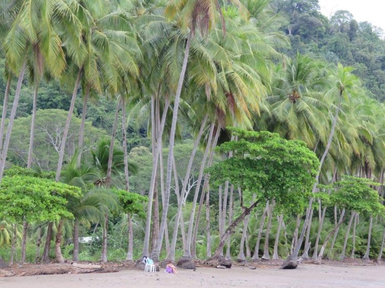 Playa Dominicalito Costa Rica