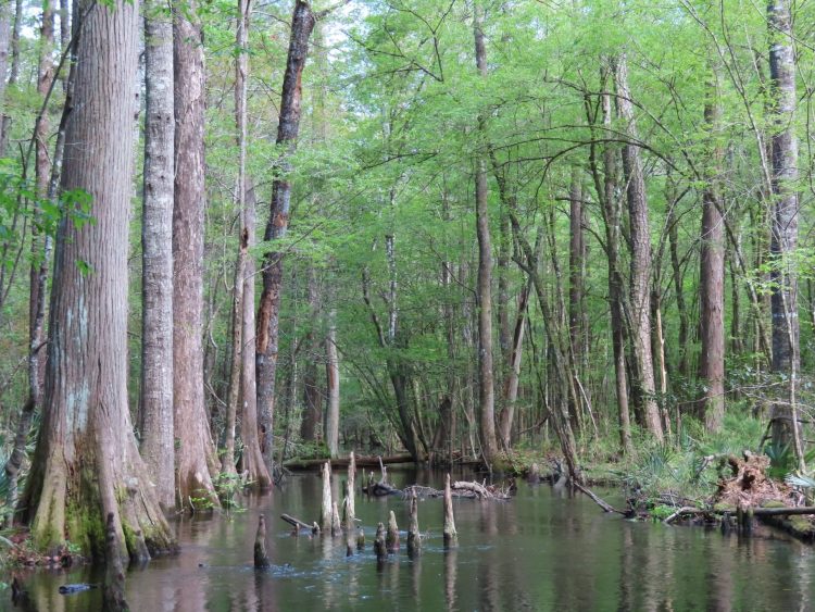 Francis Marion National Forest South Carolina